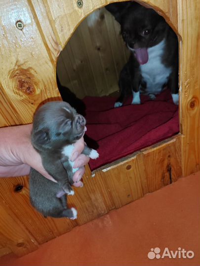 Щенки чихуахуа мини девочки
