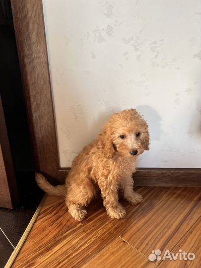 Той-пудель мальчик абрикос