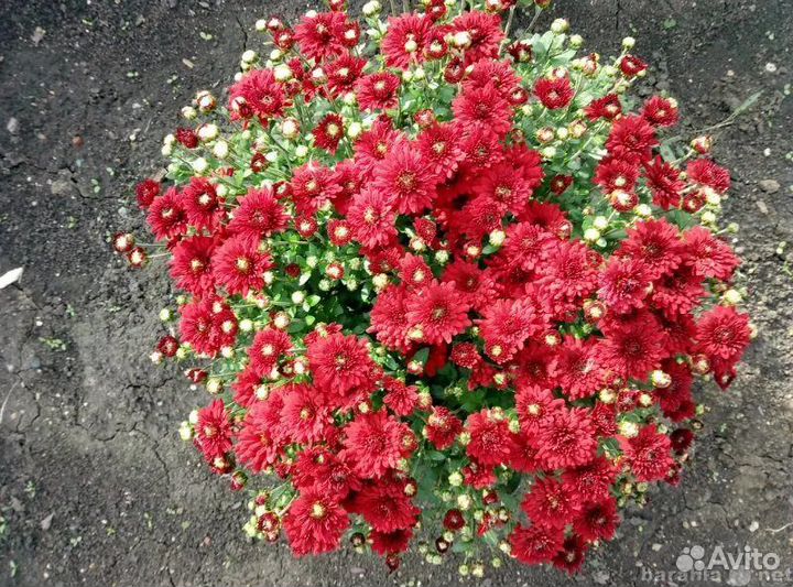 Астра новобельгийская сорта Eree, хризантема