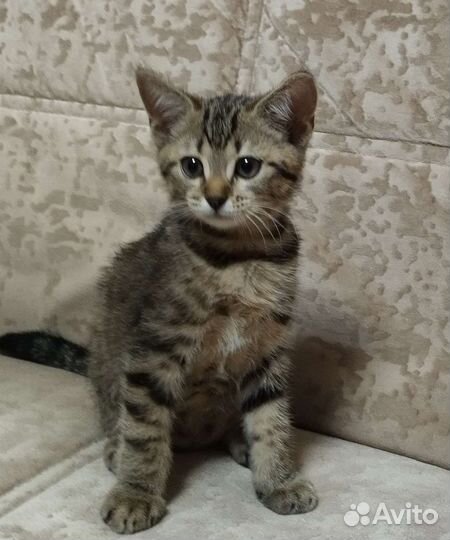 Британская кошка