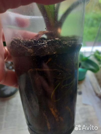 Цветок комнатный