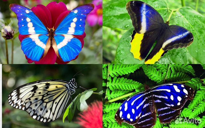 Детская Миниферма Тропических бабочек д/ф-8 CD