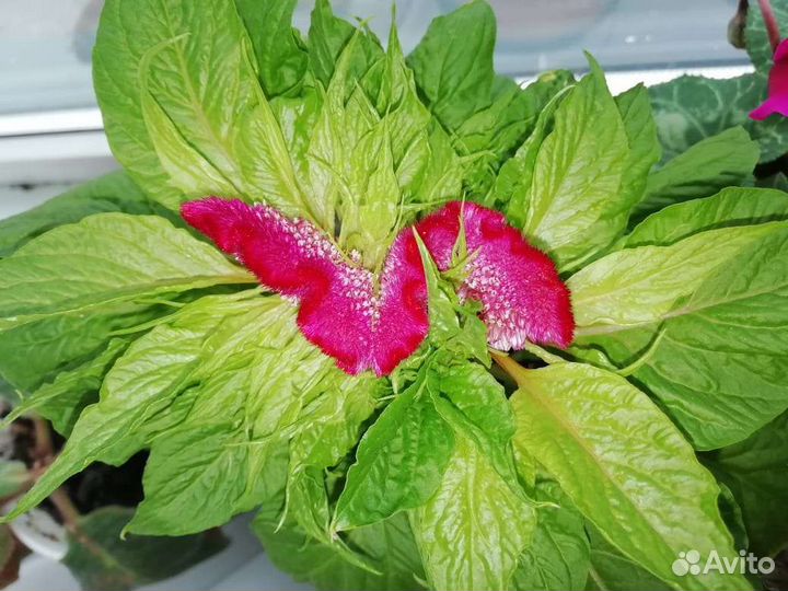 Целозия гребенчатая