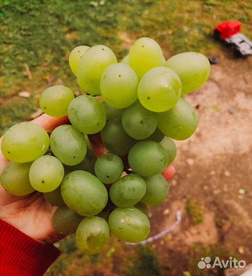 Замороженные ягоды