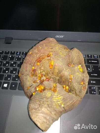 Спилы дерева (волнореза)