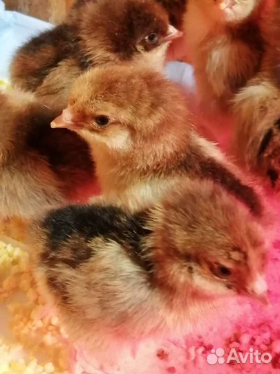 Кучинские юбилейные