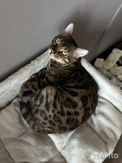 Вязка с бенгальским котом