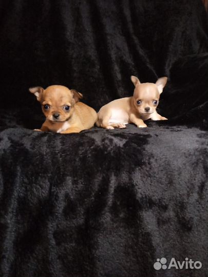 Чихуахуа девочка рыжик