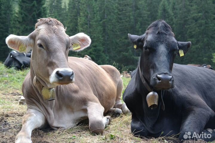 Коровы молодняк хряки на мясо оптом