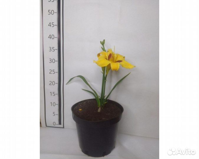 Лилейник Don Stevens