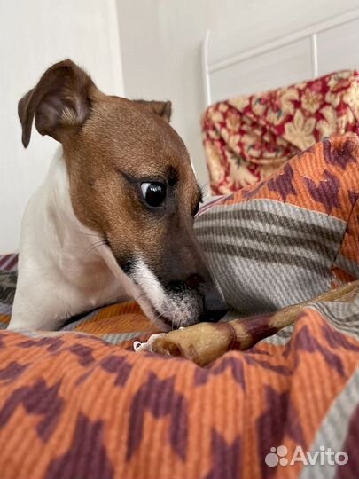 Корм для собаки. Одобрен врачами