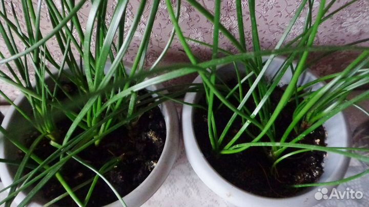 Зефирантес