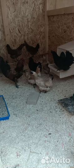Куры молодки несушки в аренду