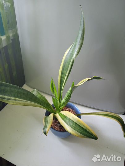 Сансевиерия сортовая Футура Голд,доставка