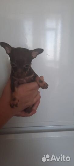 Мини той-терьер