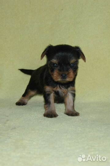 Продам щенков йорки