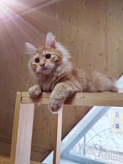 Котята курильские Бобтейлы