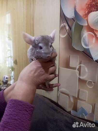 Шиншиллы пара с вольером