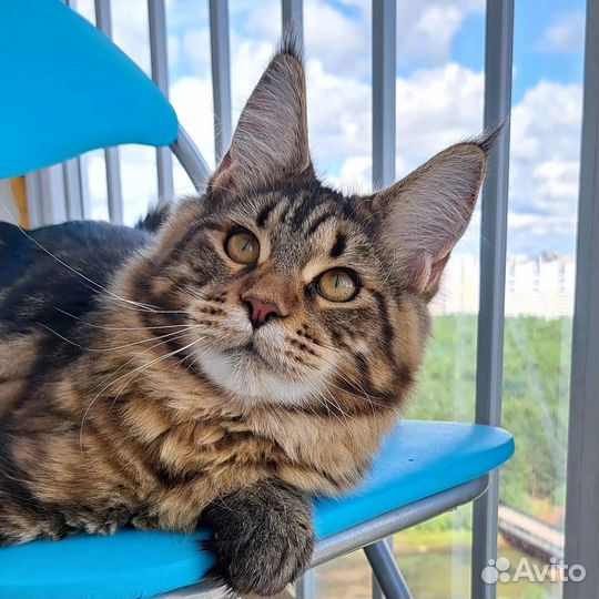 Мейн-кун котик n22