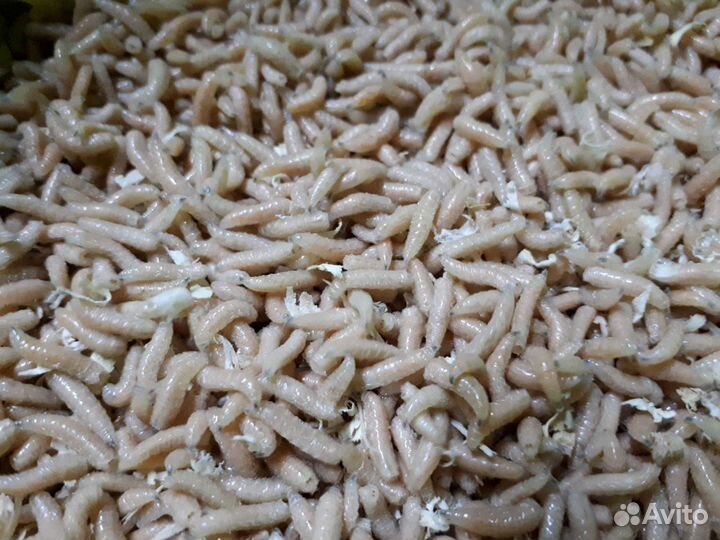 Опарыш отборный