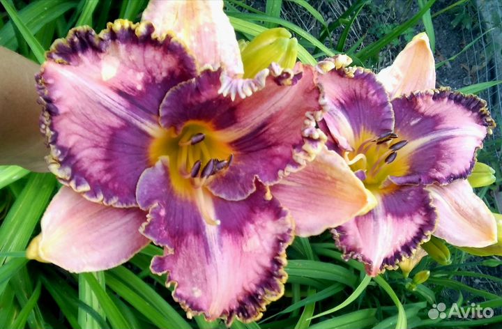 Лилейники семена