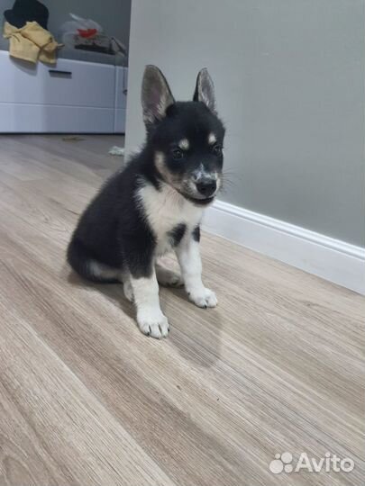 Щенок девочка в добрые руки