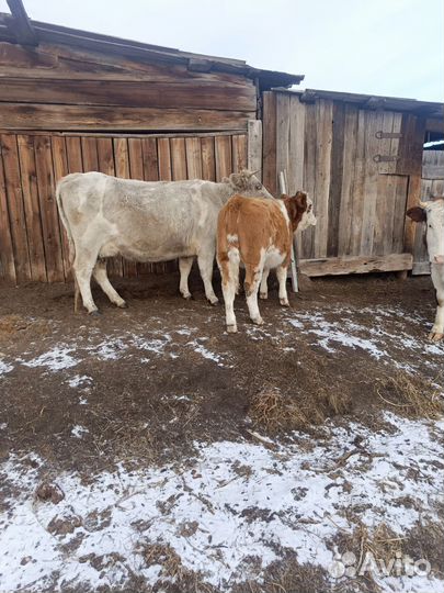 Корова стельная дойная