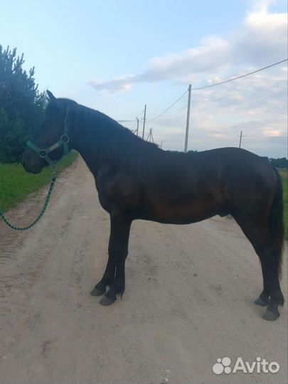 Мерин на продажу