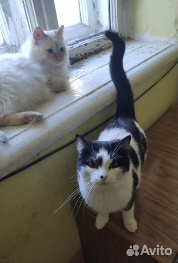 Молодая стерилизованная кошка