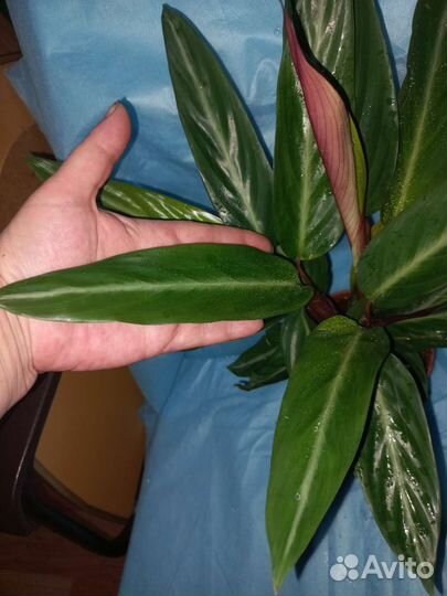 Строманта Марун