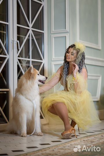 Рыжий «Волк» на Вашу фотографию