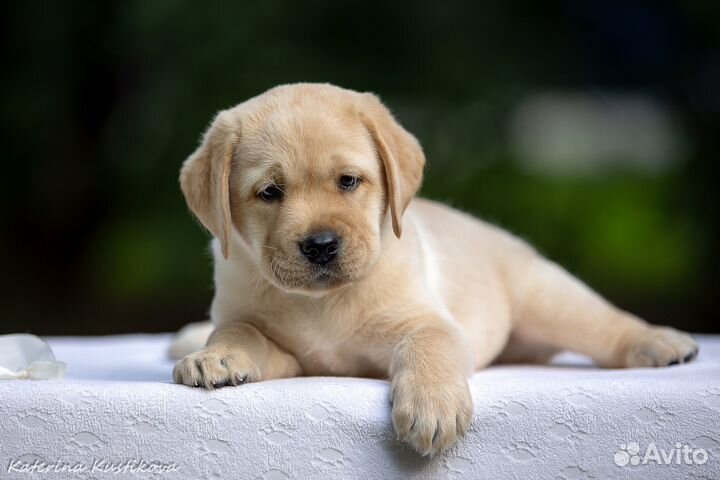 Щенки лабрадора от титулованных родителей