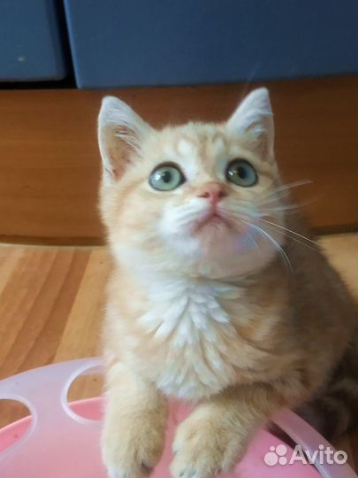 Золотой- мраморный британский котёнок