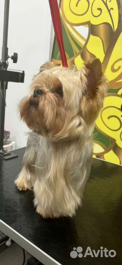 Йоркширский терьер вязка мальчик