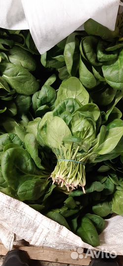 Свежая зелень