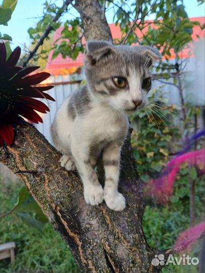 Вислоухие котята в добрые руки