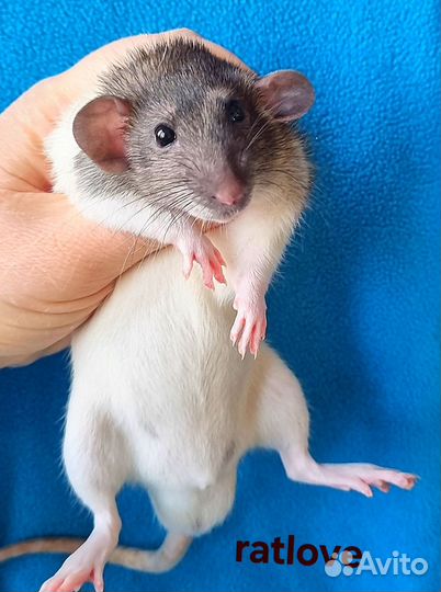 Крысята дамбо мальчики