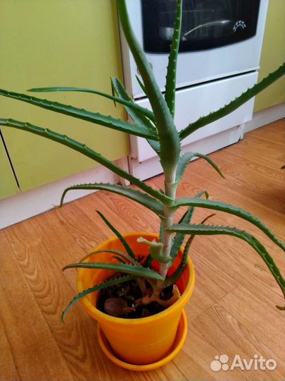 Алоэ лечебный