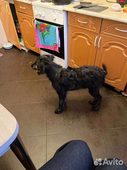 Собака в добрые руки