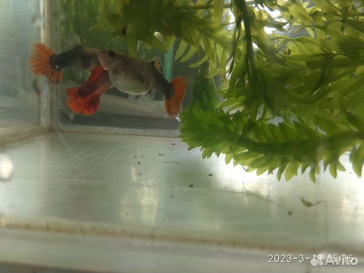 Гуппи Пецилия