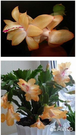 Декабристы разные сорта