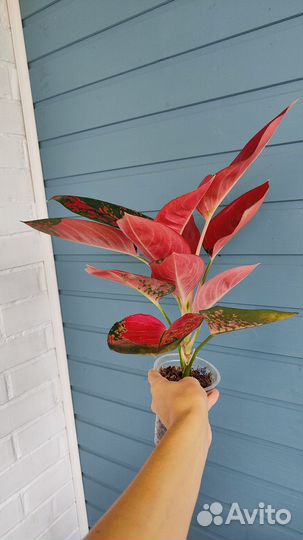 Аглаонема Chang daeng big leaves