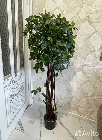 Шефлера искусственная