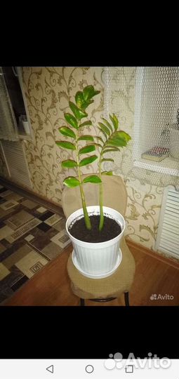 Замиокулькас