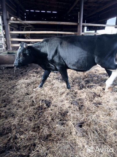 Продажа быков