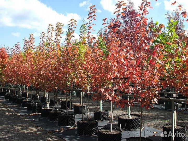 Клен гиннала