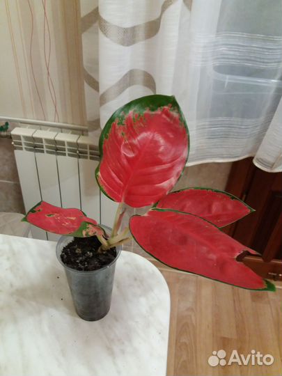 Аглаонемы в ассортименте тай