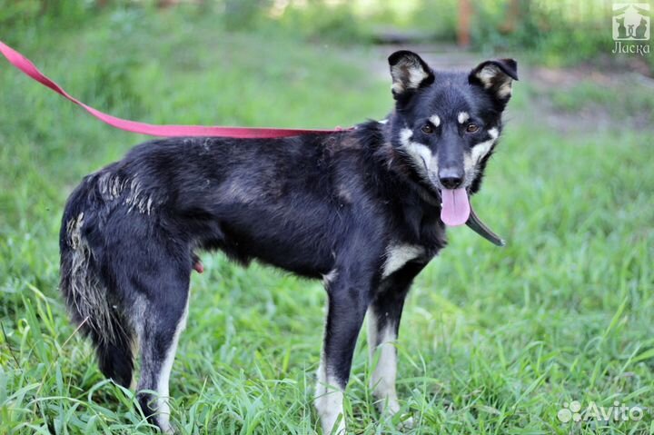 Гагарин в поисках дома