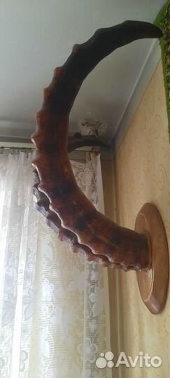 Рога горноного козла