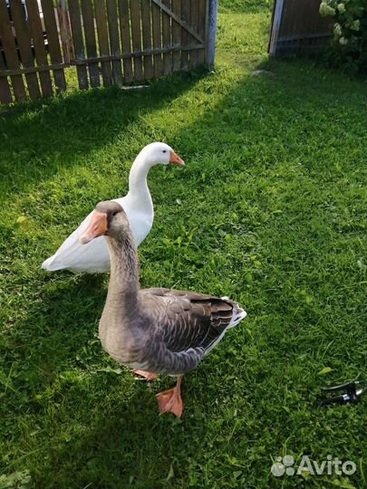 Гусь и гусыня